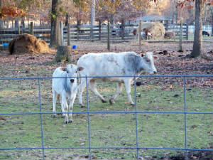 cows3.jpg