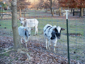 cows3.jpg