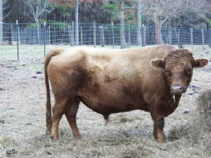 faintingbuck1251.jpg