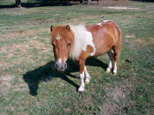 Zebu444.jpg