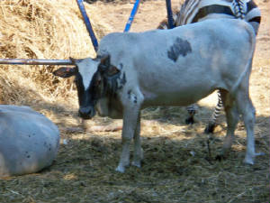 Zebu444.jpg