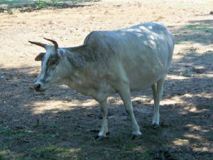 Zebu444.jpg