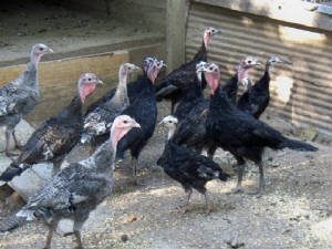 bird7.jpg