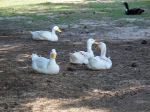 bird7.jpg