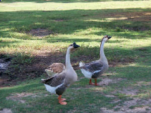 bird7.jpg