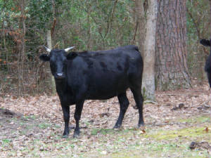 faintingbuck1251.jpg