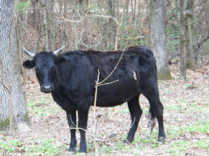 faintingbuck1251.jpg