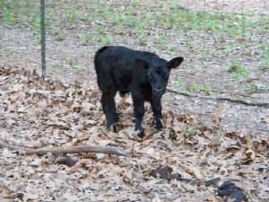 greyhydexbullcalf.jpg