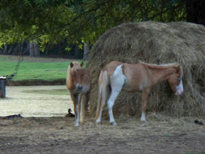 zackdonkey1.jpg