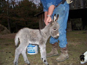 malegoat.jpg