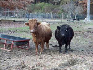 cows3.jpg