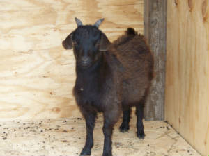 faintingbuck1251.jpg