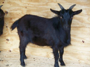 faintingbuck1251.jpg
