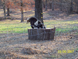 goatplaying.jpg