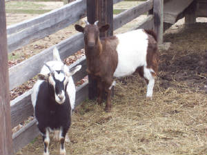 Goats and Sheep