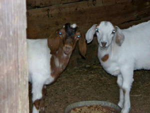 goats222.jpg
