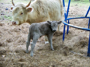 greyhydexbullcalf.jpg