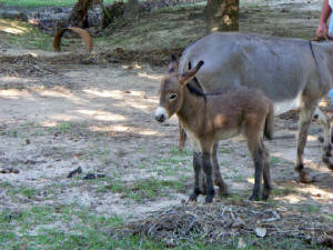 zebuheifer2000.jpg