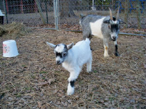 malegoat.jpg