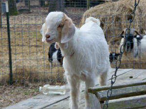 malegoat.jpg