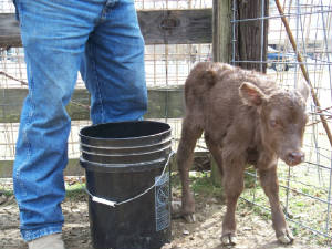 newdextercalf.jpg