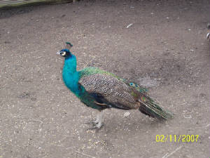 peacock2.jpg