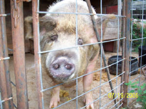 pig2.jpg