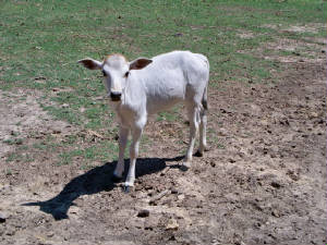 zebuheifer2000.jpg