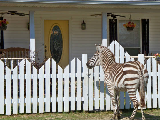 ziggyhouse.jpg