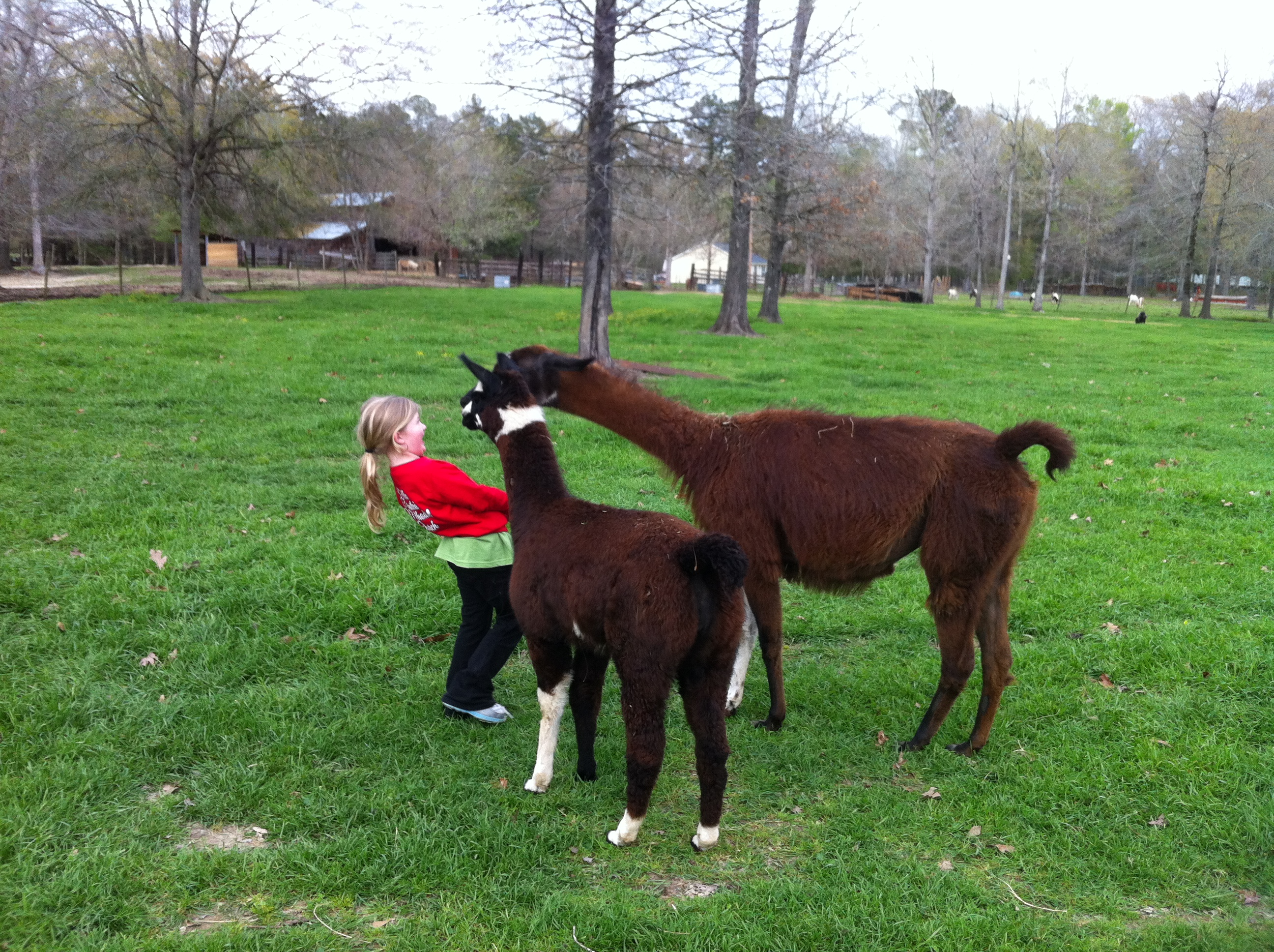 Corley&#39;s Miniature Acres